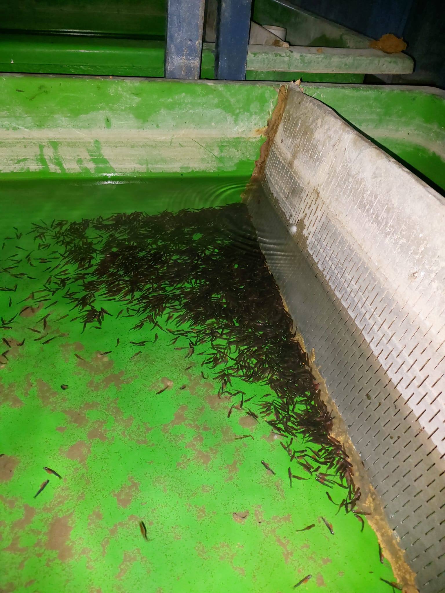 Su Ürünleri Tesislerinde Denetim