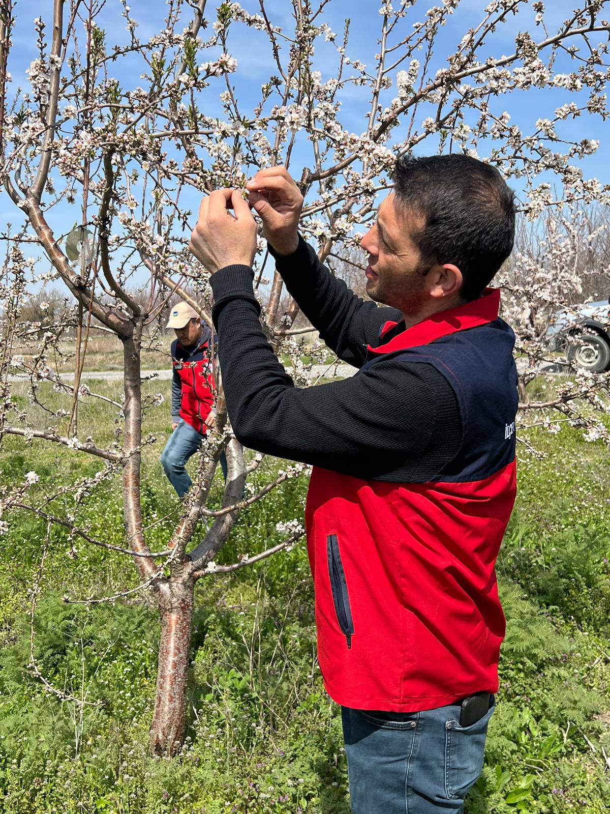 Zirai Don Uyarısı Sonrası Hasar Tespit Çalışmaları Gerçekleştirildi