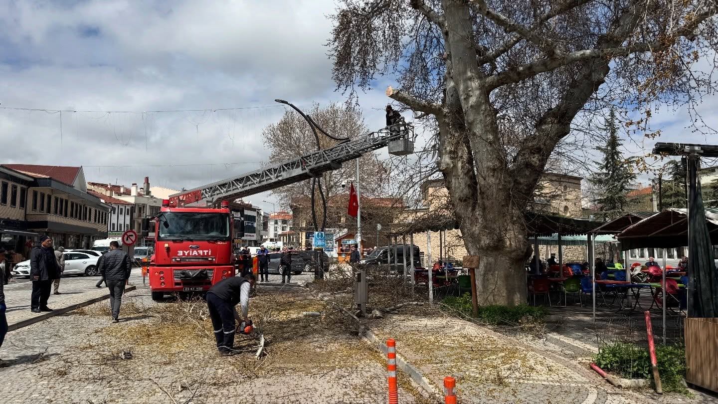Asırlık Çınar Bakıma Alındı