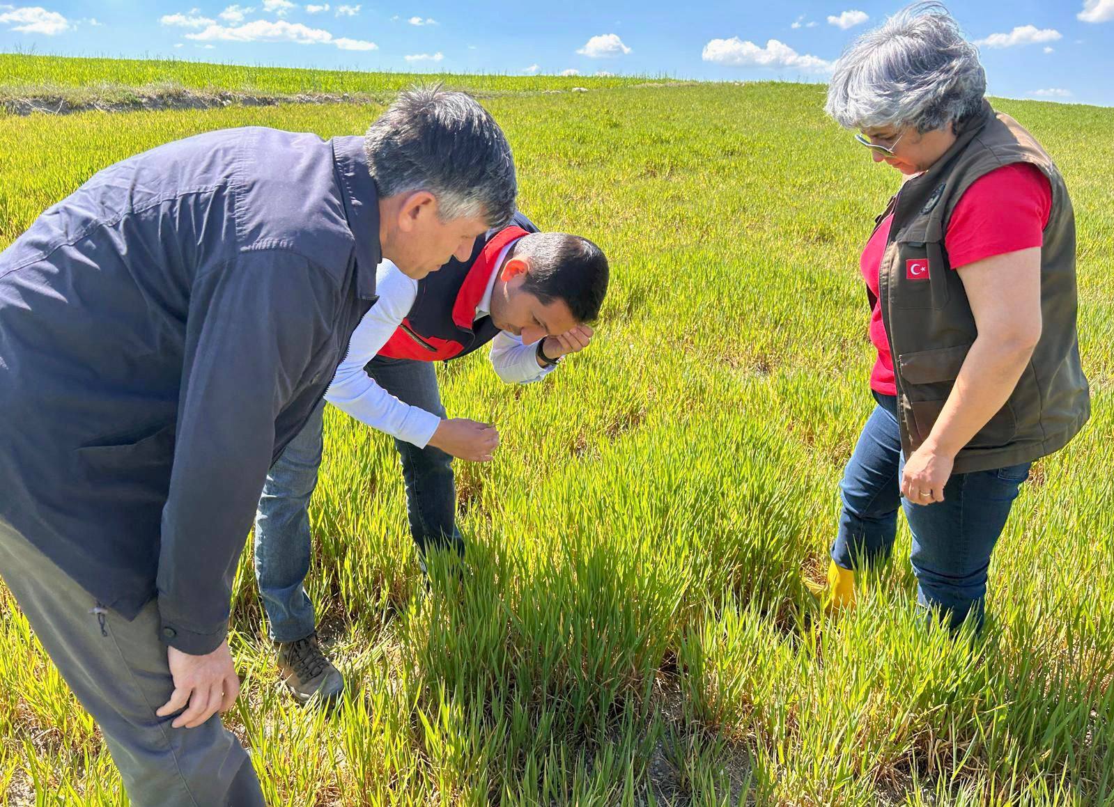 HUBUBATTA SÜNE VE DİĞER ZARARLILARA KARŞI KONTROLLER SÜRÜYOR