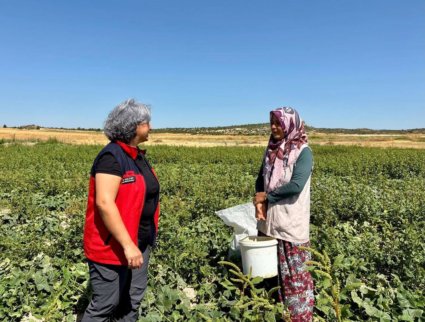 TURŞULUK HIYAR HASADI DEVAM EDİYOR