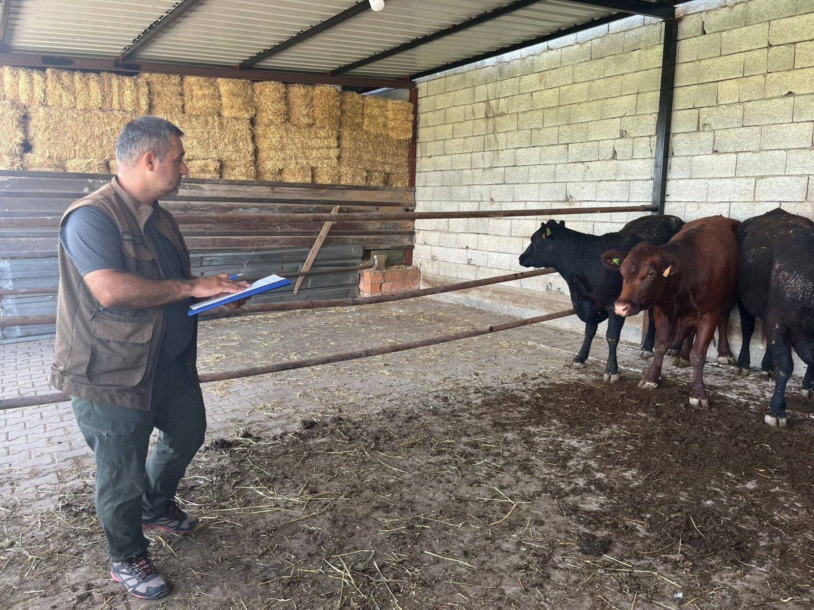 KIRSALDA BEREKET BÜYÜKBAŞA DESTEK PROJESİ KAPSAMINDA KONTROLLER GERÇEKLEŞTİRİLDİ