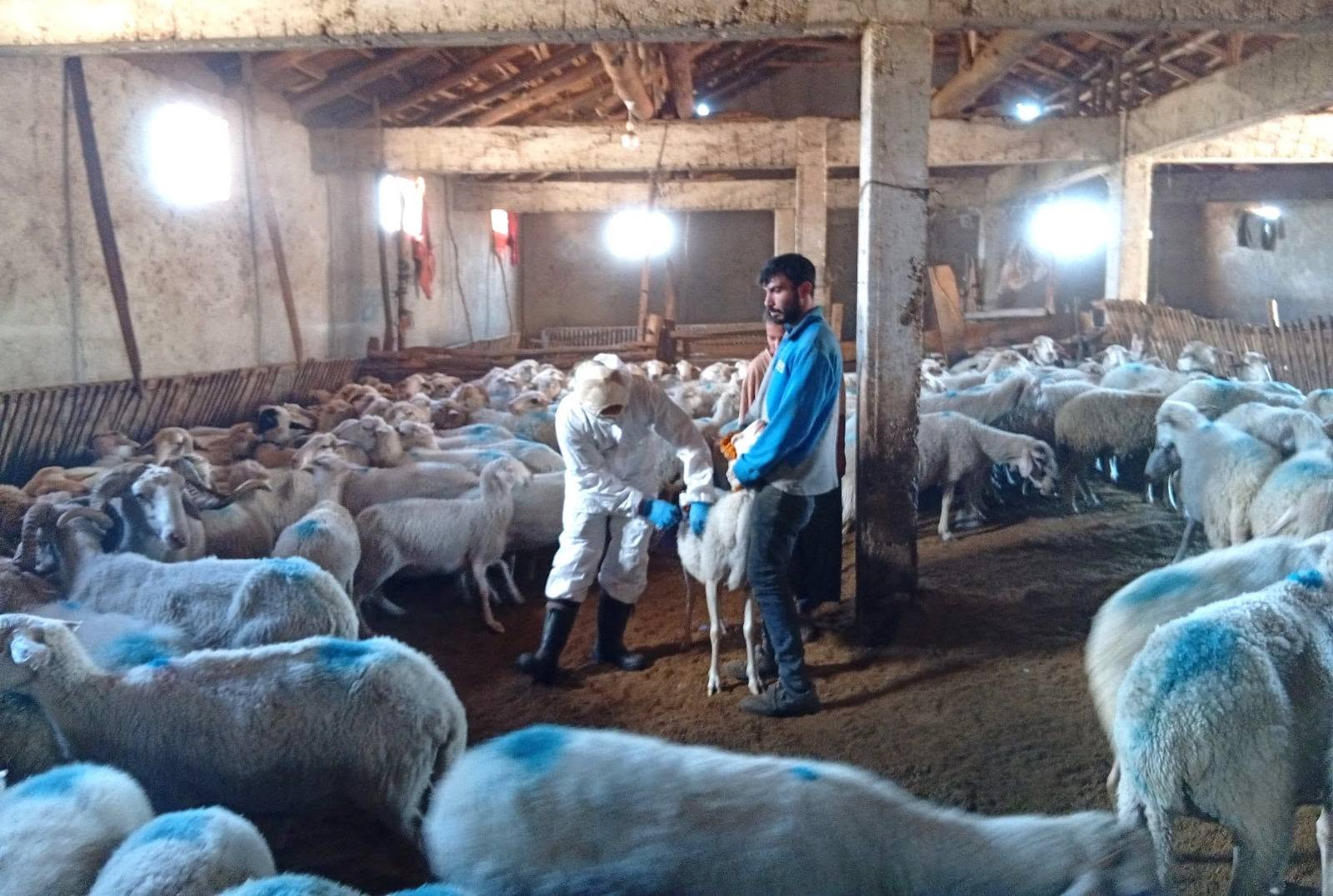 KÜÇÜKBAŞ HAYVANLARIN AŞILAMA ÇALIŞMALARI DEVAM EDİYOR