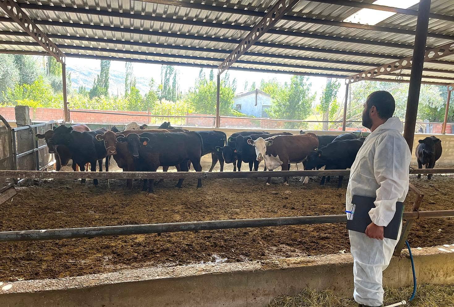 BÜYÜKBAŞ HAYVANLARIN KONTROLLERİ GERÇEKLEŞTİRİLDİ